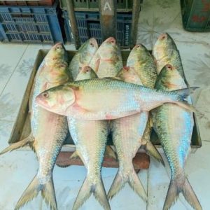 ৫ পিস পদ্মার রূপালী ইলিশ মাছে ১০ কেজি 