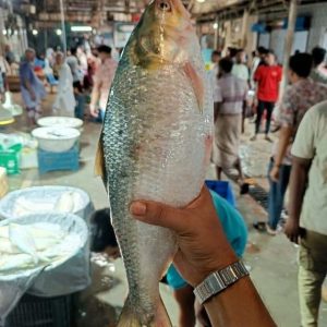 ৫ পিস পদ্মা রুপালি ইলিশ মাছ ৮ কেজি