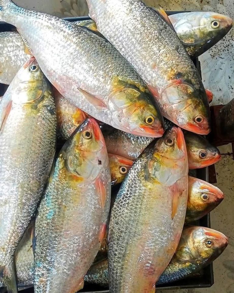 WhatsApp Image 2025-10-11 at 21.06.10_e8e32368