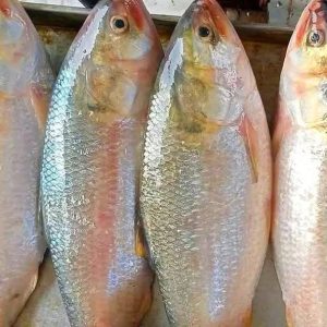 ৫ পিস পদ্মার রূপালী ইলিশ মাছে ৫ কেজি