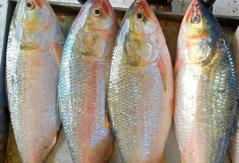 WhatsApp Image 2025-10-11 at 21.07.06_49edad44