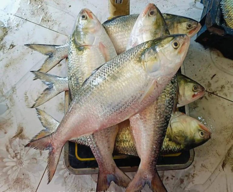 WhatsApp Image 2025-10-11 at 21.08.48_dfe7f213