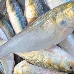 ৮ পিস পদ্মার রূপালী ইলিশ মাছে ৫ কেজি
