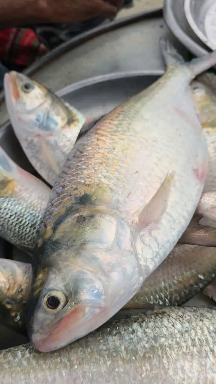 WhatsApp Image 2025-10-11 at 21.09.25_984843d2