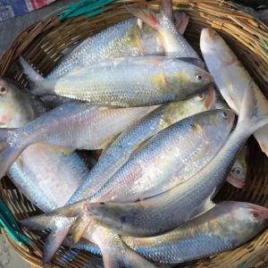 ১০ পিস মাছে ৫ কেজি